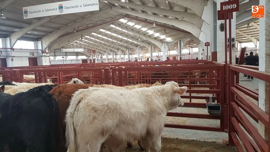 El mercado aumenta la presencia de cabezas hasta las 2.369