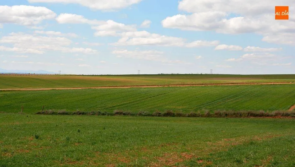 Los cereales se resienten de la falta de agua en primavera