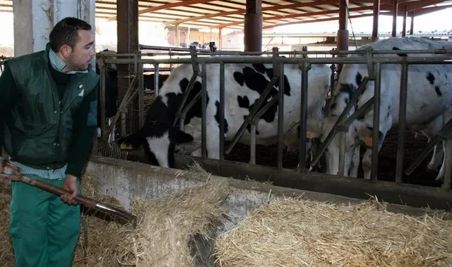 Explotación ganadera / UPA - Archivo