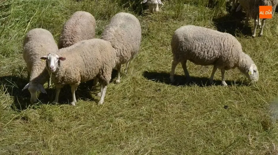 El scrapie o tembladera afecta al ganado ovino