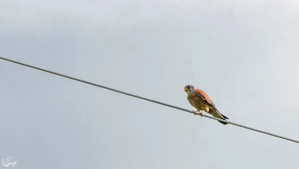 Equilibrista congénito