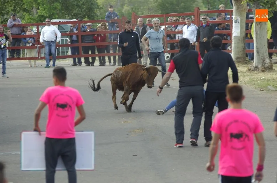 Foto 8 - Las vacas dan guerra a los caballistas en la ampliada tarde taurina de &Aacute;gueda  