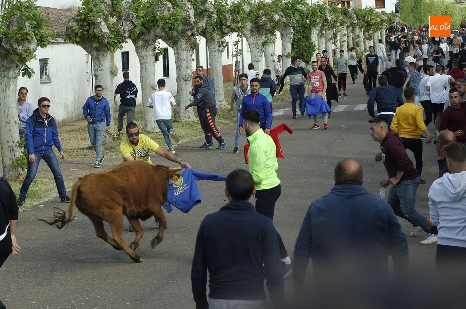 Foto 11 - Las vacas dan guerra a los caballistas en la ampliada tarde taurina de &Aacute;gueda  