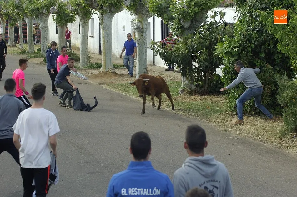 Foto 7 - Las vacas dan guerra a los caballistas en la ampliada tarde taurina de &Aacute;gueda  