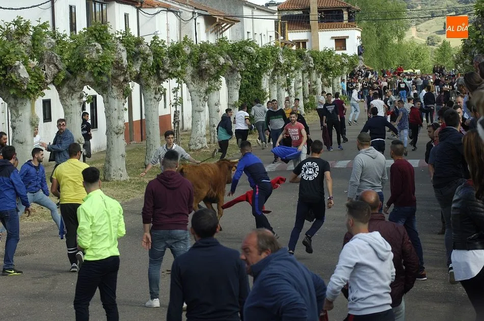 Foto 10 - Las vacas dan guerra a los caballistas en la ampliada tarde taurina de &Aacute;gueda  