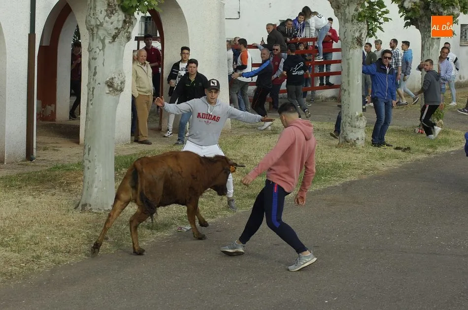 Foto 6 - Las vacas dan guerra a los caballistas en la ampliada tarde taurina de &Aacute;gueda  