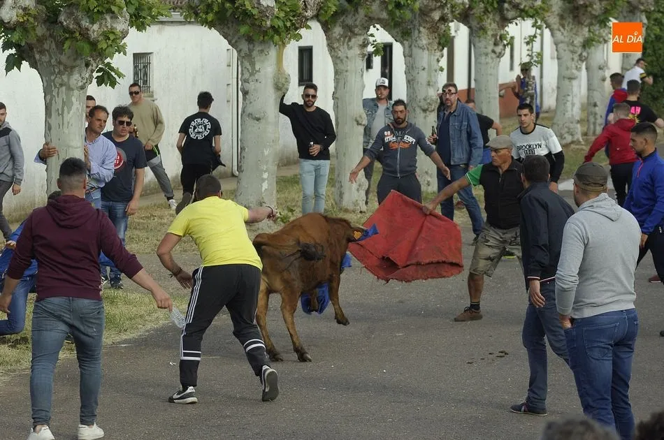 Foto 5 - Las vacas dan guerra a los caballistas en la ampliada tarde taurina de &Aacute;gueda  
