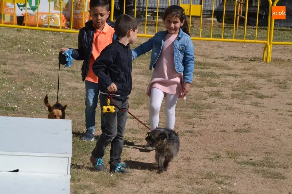 Foto 7 - Una veintena de perros compite por ser la mejor mascota  