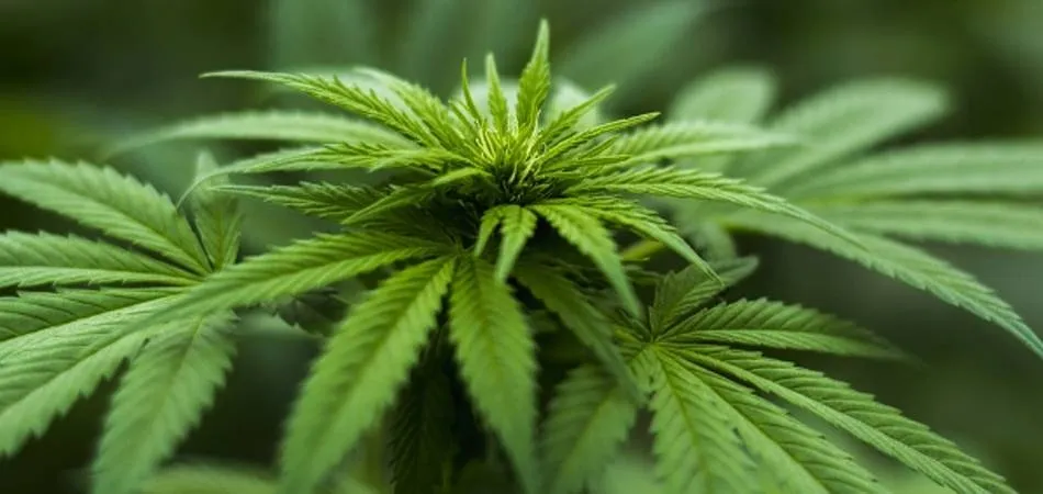 Planta de la marihuana