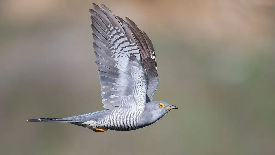 El cuco en vuelo. Fotos: Miguel Rouco