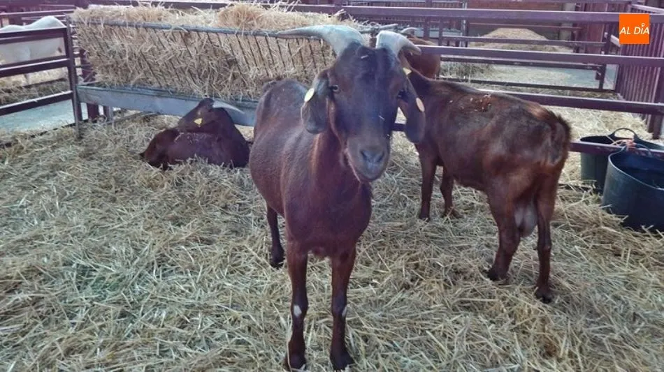 La Comunidad, pionera en implantar un programa de erradicación de tuberculosis caprina