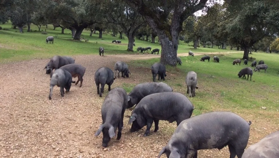 Buen año, 2018, para las exportaciones de porcino. Foto: Europa Press