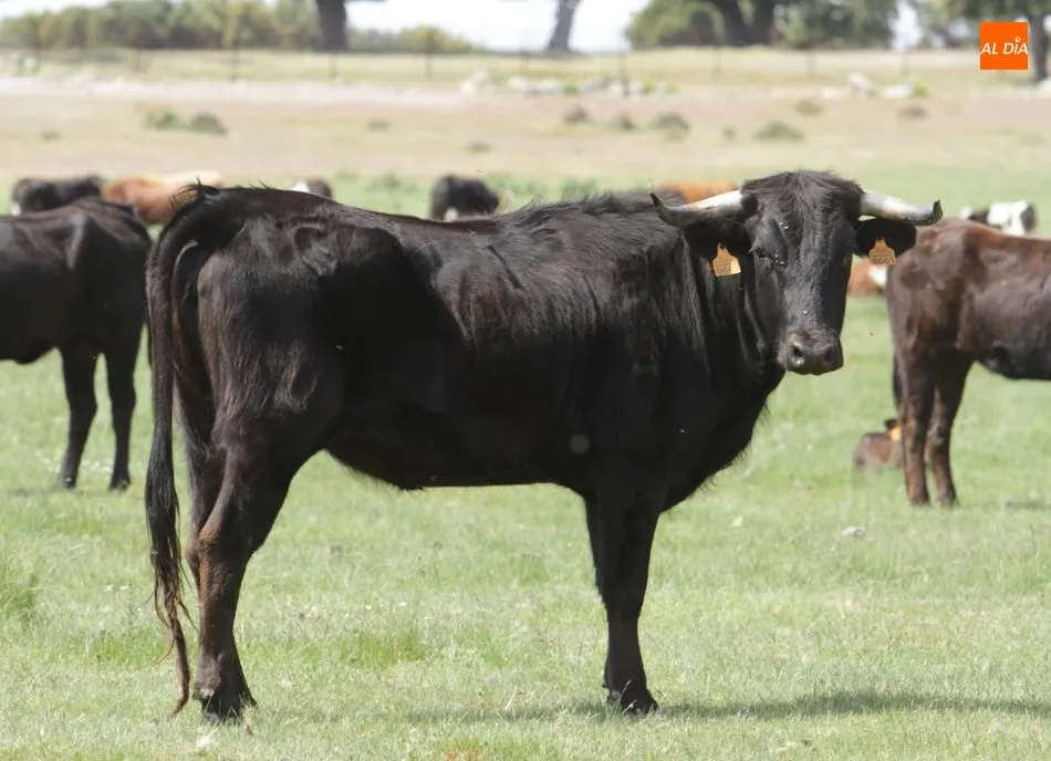 Alpargatera, utrera de la ganadería de Valdeflores donada por Embutidos Flores para el pre-Corpus
