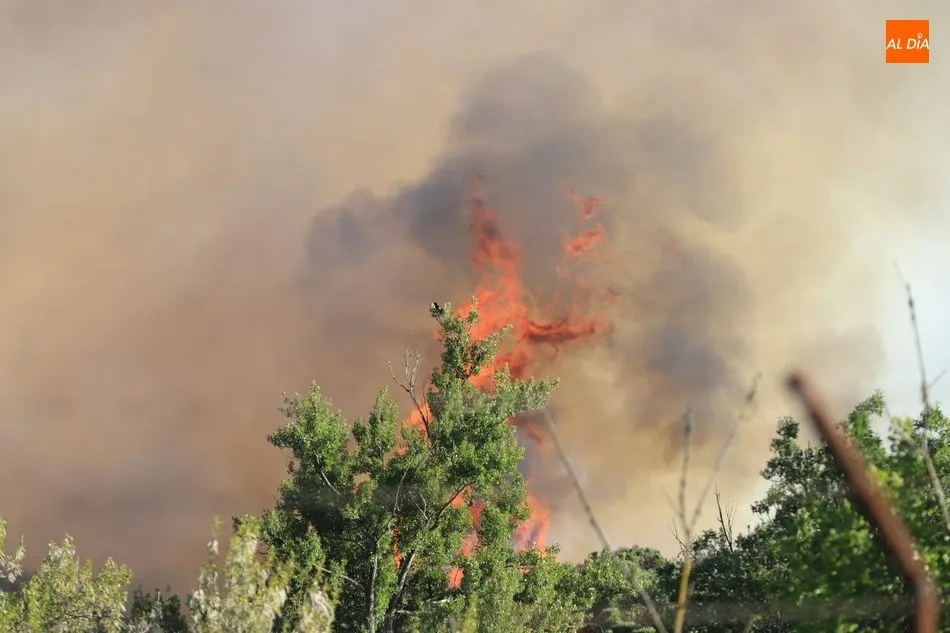 Foto 2 - Nuevo incendio en la ribera del Tormes junto a Cabrerizos