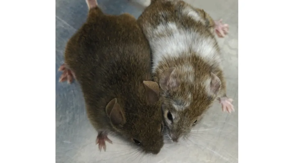 Estos ratones son hermanos y deberían ser los dos marrones, pero uno de ellos se ha modificado con la técnica CRISPR y de ahí el cambio de color