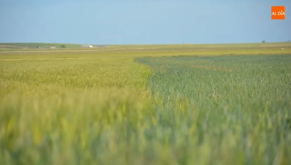 Foto 2 - Los&nbsp;agricultores se enfrentan a otra campa&ntilde;a catastr&oacute;fica por la sequ&iacute;a