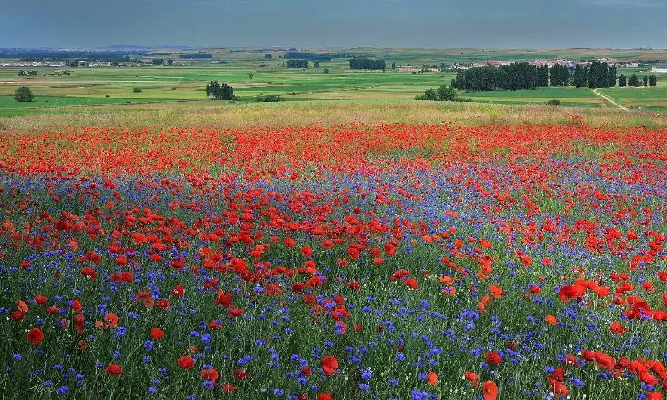 Estallido cromático