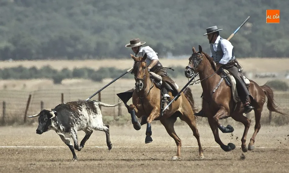  Garrochistas en un espéctaculo del año pasado en Ciudad Rodrigo. Foto de Adrián Martín