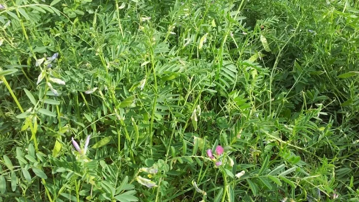 Un cultivo / Agronews