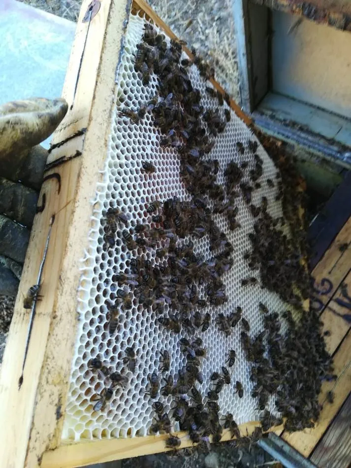 Foto 4 - Un apicultor salmantino denuncia la asfixia de las abejas de 98 colmenas en la comarca de Plasencia
