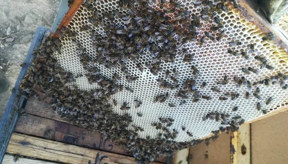 Estado de las abejas muertas por asfixia