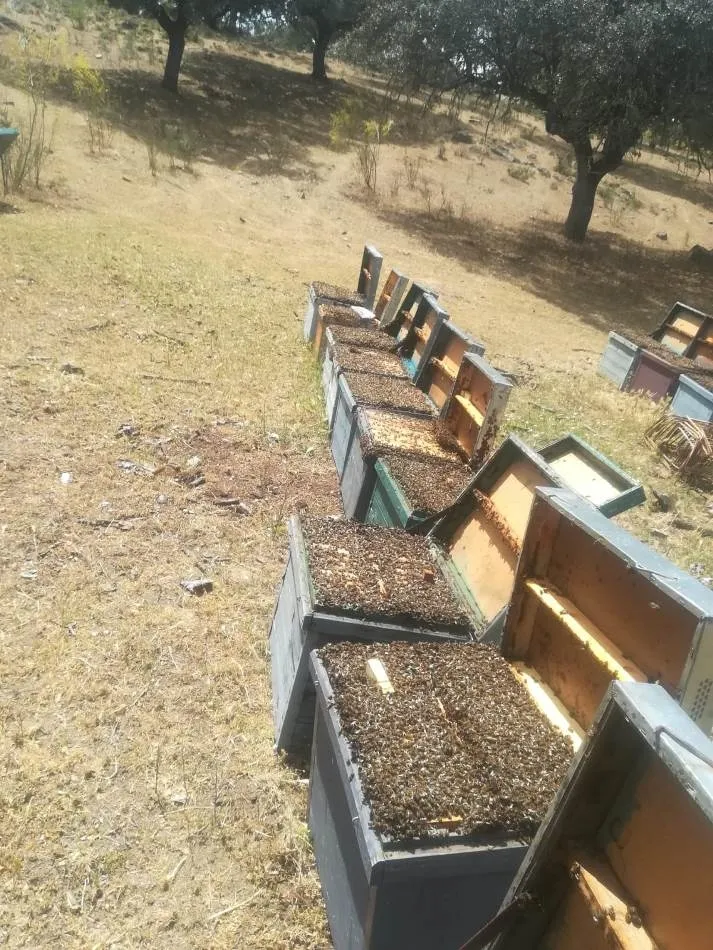 Foto 3 - Un apicultor salmantino denuncia la asfixia de las abejas de 98 colmenas en la comarca de Plasencia