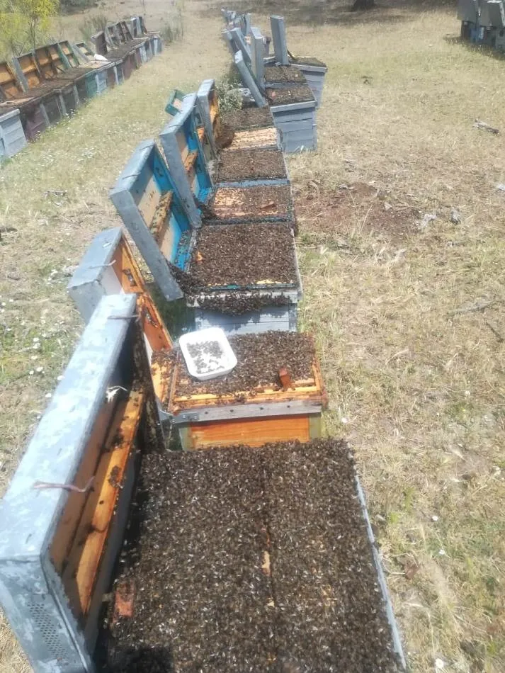 Foto 2 - Un apicultor salmantino denuncia la asfixia de las abejas de 98 colmenas en la comarca de Plasencia