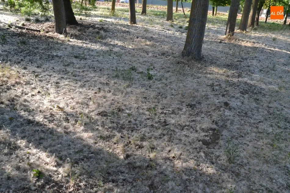 1Foto: Un manto blanco casi en pleno verano  