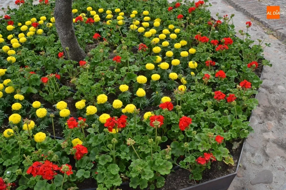 Foto 5 - Los entornos de la Encina Flaca y el Monumento al Garrochista se llenan de flores...