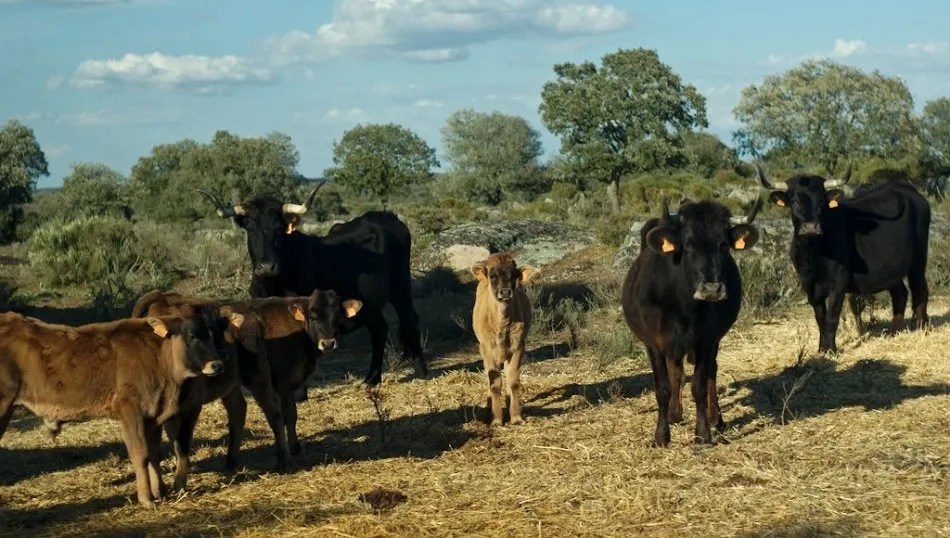 Ejemplares de raza sayaguesa en una explotación zamorana