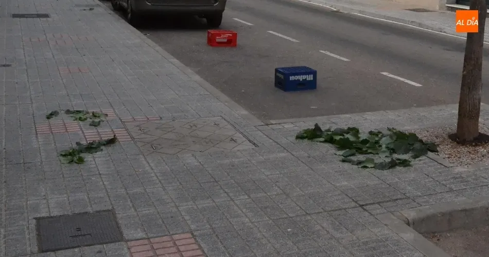 Foto 4 - &lsquo;Miguel&rsquo; deja una colecci&oacute;n de ramas y hojas esparcidas por las calles mirobrigenses  