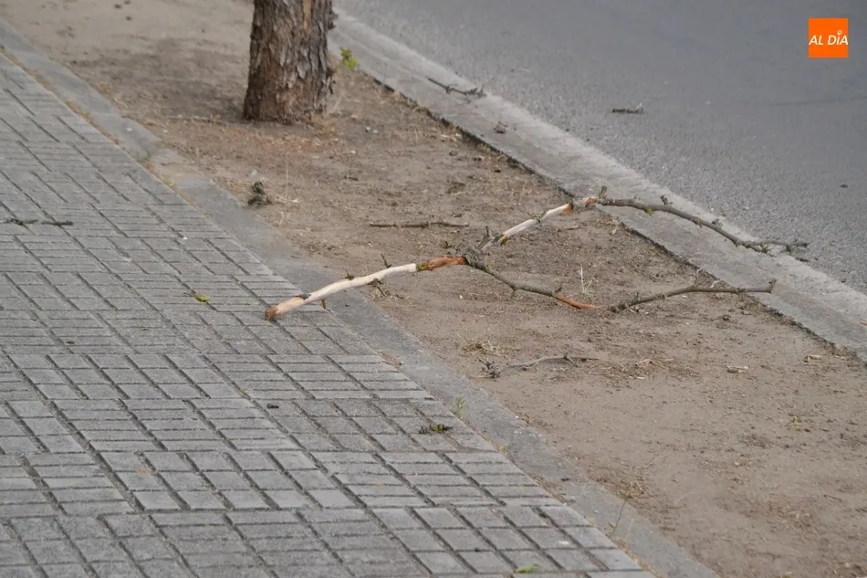 Foto 5 - &lsquo;Miguel&rsquo; deja una colecci&oacute;n de ramas y hojas esparcidas por las calles mirobrigenses  