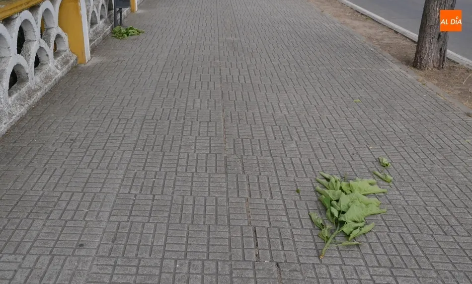Foto 6 - &lsquo;Miguel&rsquo; deja una colecci&oacute;n de ramas y hojas esparcidas por las calles mirobrigenses  