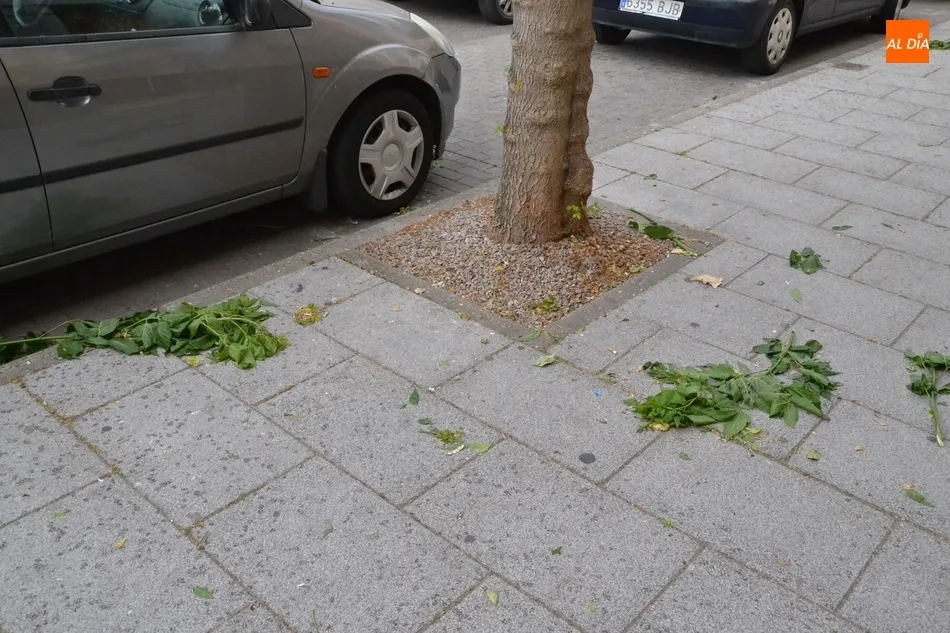 Foto 2 - &lsquo;Miguel&rsquo; deja una colecci&oacute;n de ramas y hojas esparcidas por las calles mirobrigenses  