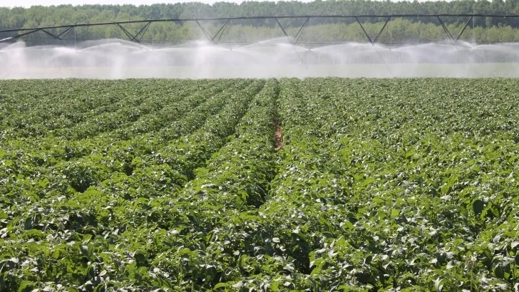 Una zona de cultivo / Agronews