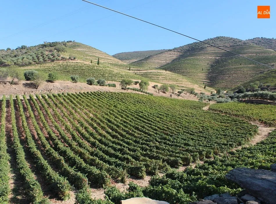 Foto 5 - Douro Wine City, un gran evento enogastron&oacute;mico en mitad del Duero portugu&eacute;s  