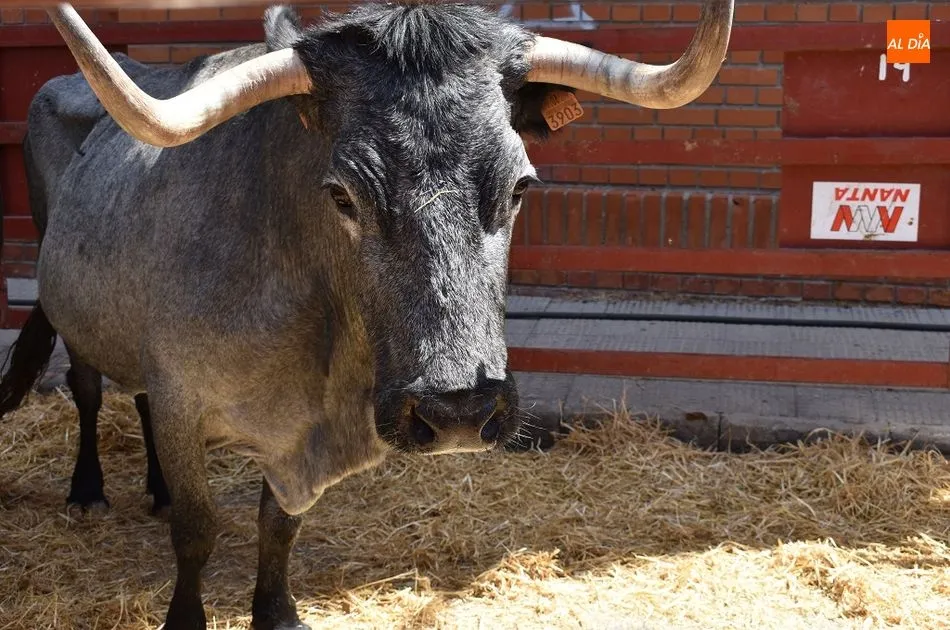 Foto 6 - Comienza la Feria Agroganadera de San Antonio