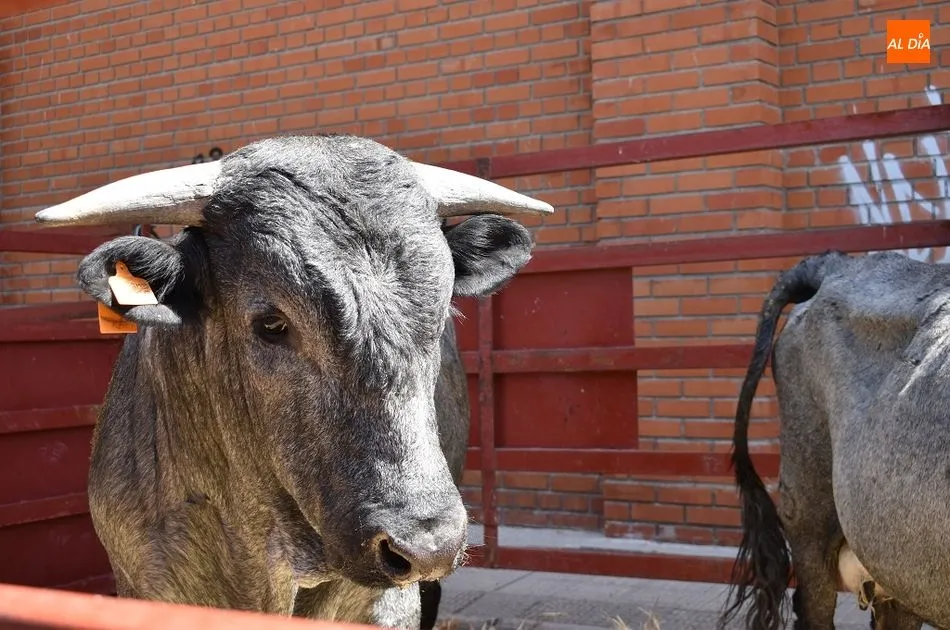 Foto 5 - Comienza la Feria Agroganadera de San Antonio