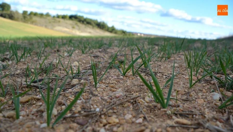 UPA considera necesario que la Administración regional permita el aprovechamiento a diente o siega de  herbáceos que ya no van a ser ni cosechados para grano ni segados para forraje