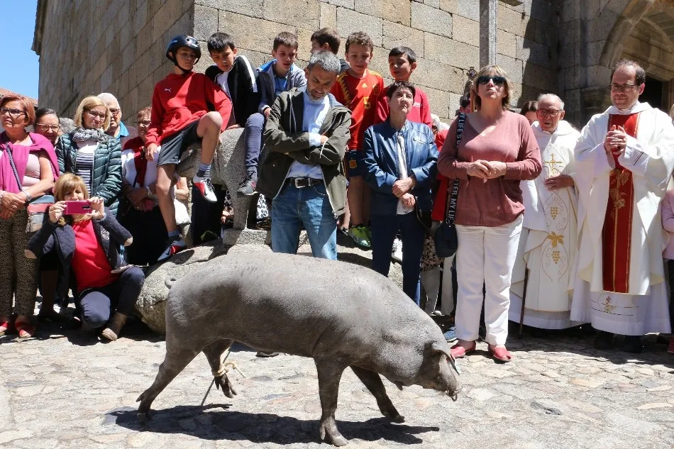 Foto 6 - Bendici&oacute;n del marrano de San Ant&oacute;n en La Alberca