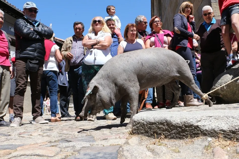 Foto 3 - Bendici&oacute;n del marrano de San Ant&oacute;n en La Alberca