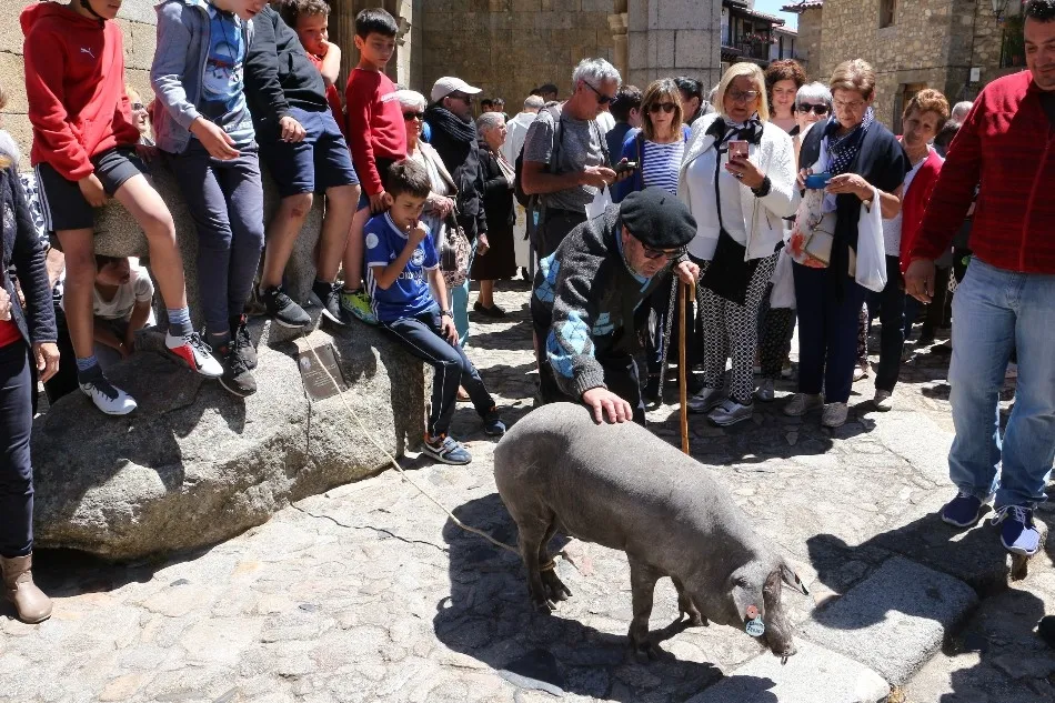 Foto 2 - Bendici&oacute;n del marrano de San Ant&oacute;n en La Alberca