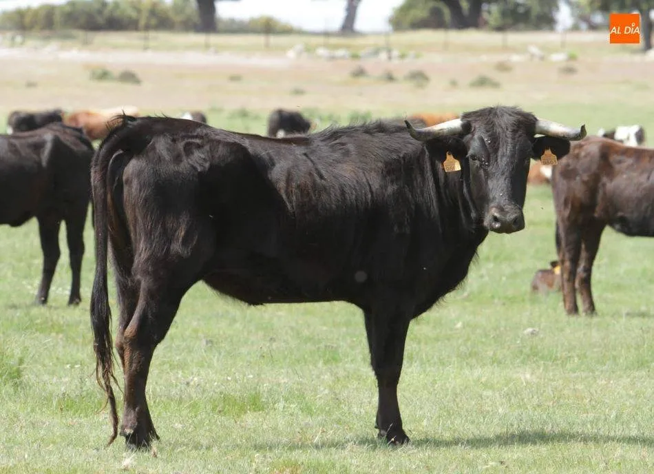 Foto 4 - Caramelo saldr&aacute; este s&aacute;bado a las calles de Vitigudino como V Toro de Caj&oacute;n  