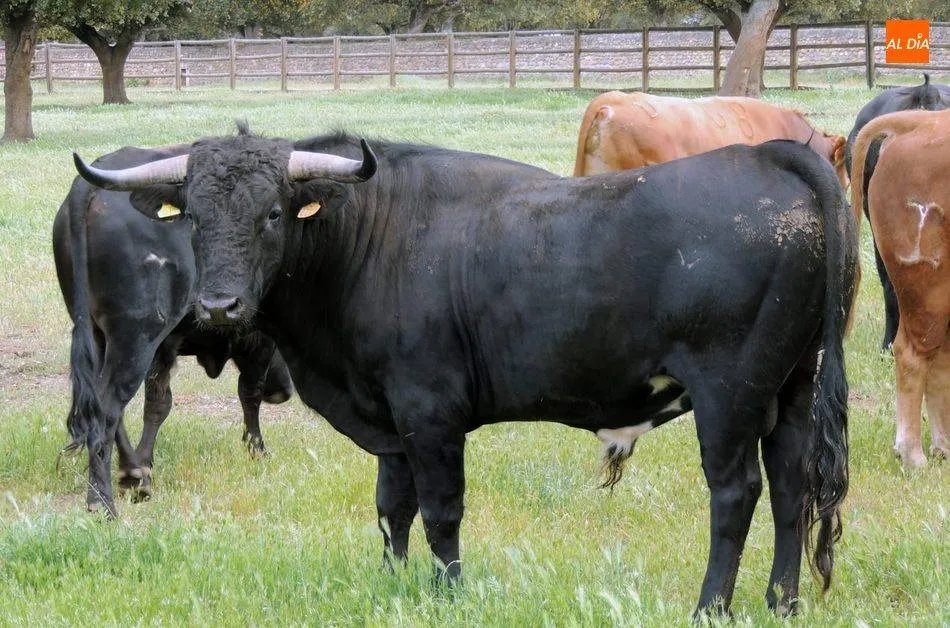Foto 5 - Caramelo saldr&aacute; este s&aacute;bado a las calles de Vitigudino como V Toro de Caj&oacute;n  