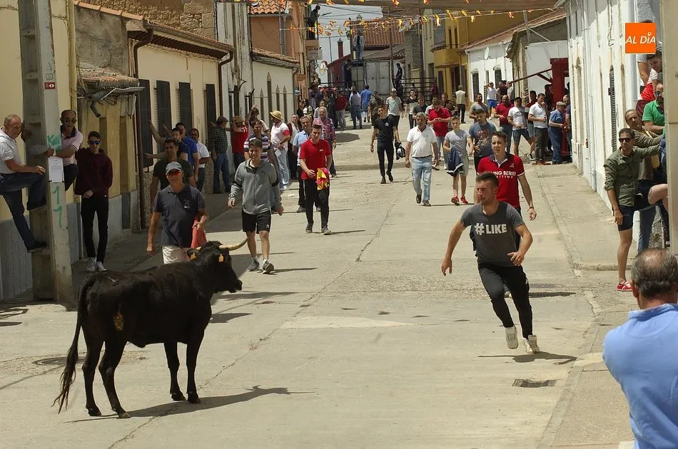 Foto 11 - Una suelta de vaquillas que tuvo un m&iacute;nimo incidente abre los eventos taurinos en Mart&iacute;n de...