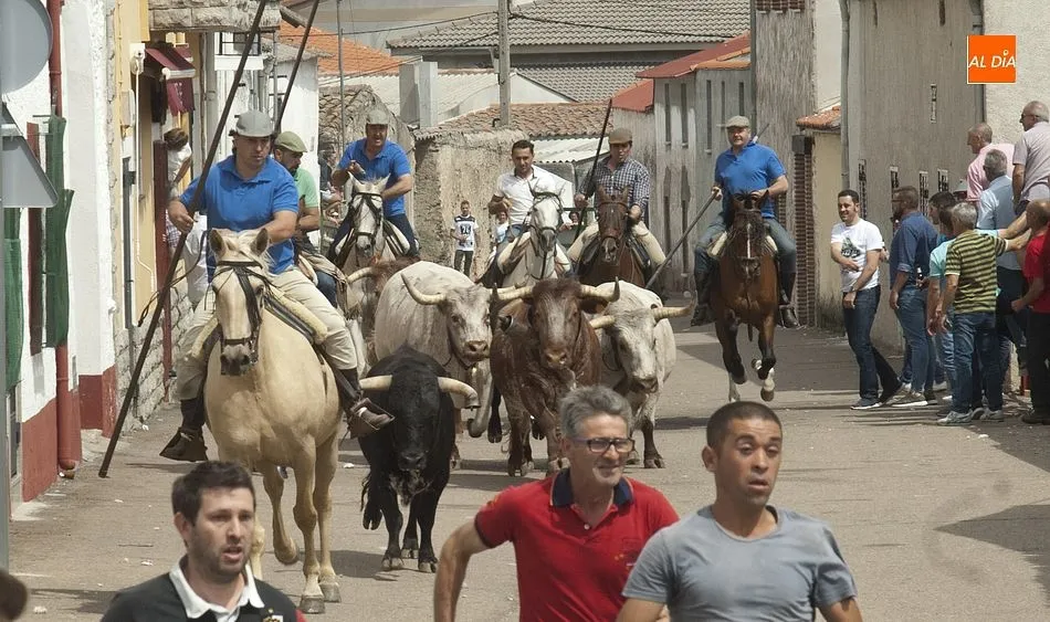 La manada llegando al núcleo urbano de la localidad | Fotos Adrián Martín
