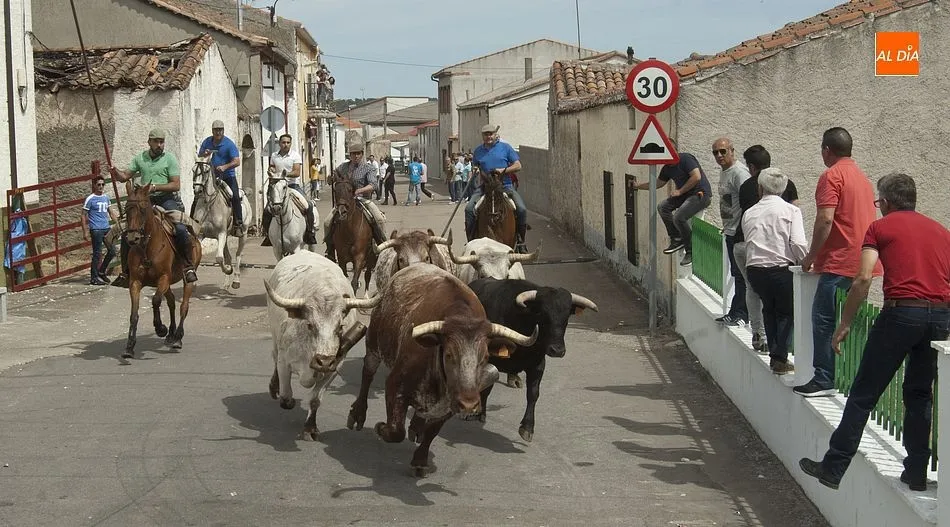 Foto 10 - Encierro a caballo perfecto en Campillo de Azaba con la manada compacta y veloz  