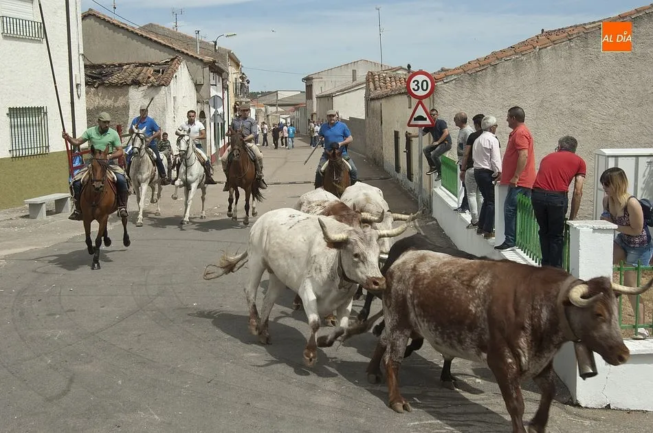 Foto 9 - Encierro a caballo perfecto en Campillo de Azaba con la manada compacta y veloz  