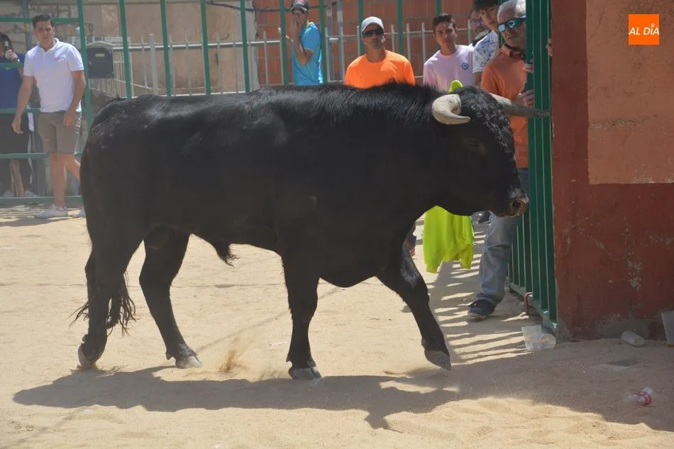 Foto 11 - Encierro urbano, gran protagonista del &uacute;ltimo d&iacute;a de fiestas de Topas  
