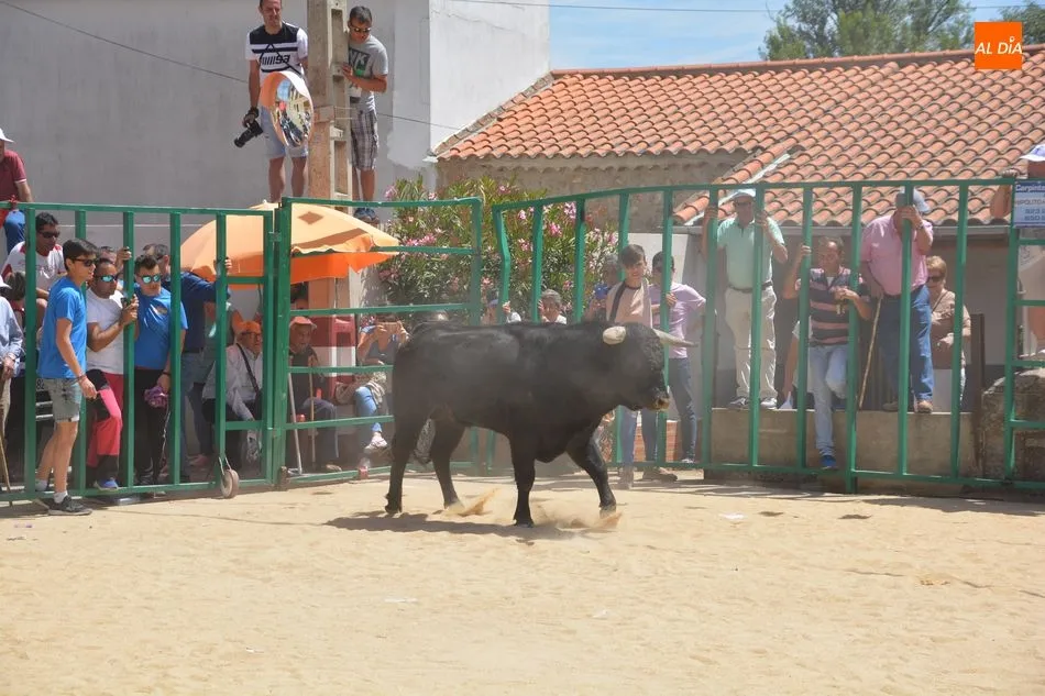 Foto 7 - Encierro urbano, gran protagonista del &uacute;ltimo d&iacute;a de fiestas de Topas  